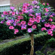 Саженцы Гибискуса в Рыбинске — доставка почтой!