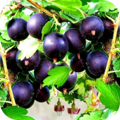 Крыжовник "Командор" Крыжовник "Командор"